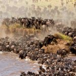 The Annual Great Migration by Life Nature Safaris